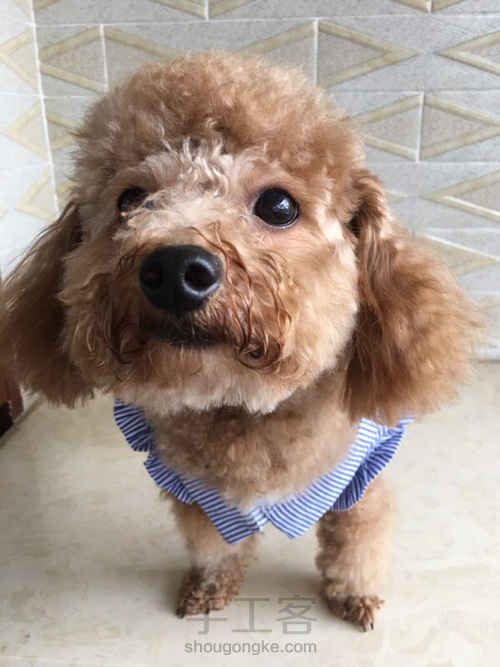 狗狗衣服条纹衫 第30步