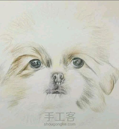 （转）彩铅狗狗 第5步
