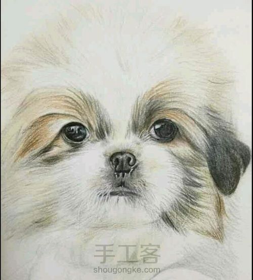 （转）彩铅狗狗 第8步