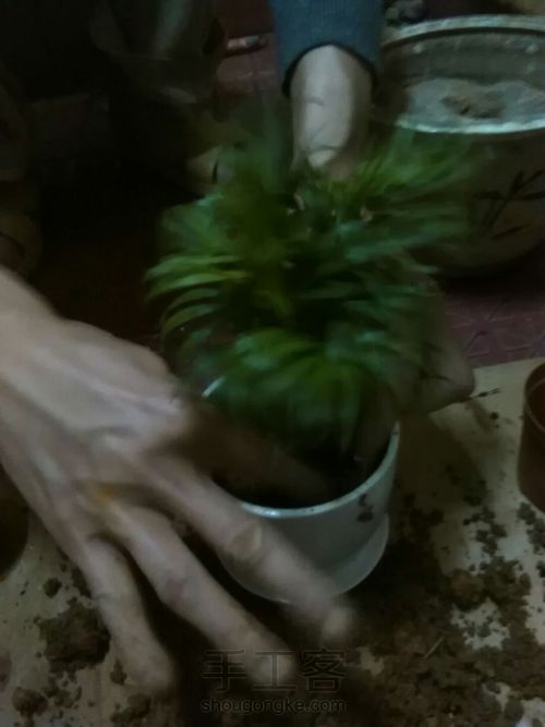 植物小摆盆(大，三个）😊 第8步