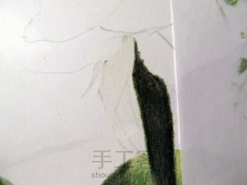 玫瑰花 第13步
