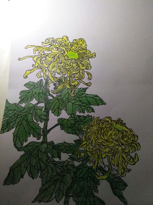 不是花中偏爱菊 第3步