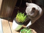猫草是一种猫主子可以直接啃的植物
有助于吐毛球 健肠胃 清口气
再也不用担心被臭一脸啦