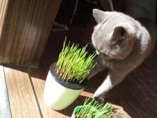 猫草种植教程