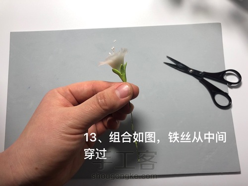 粘土花卉-牵牛花 第16步