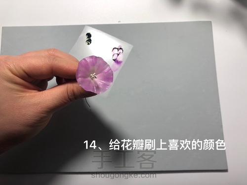 粘土花卉-牵牛花 第17步