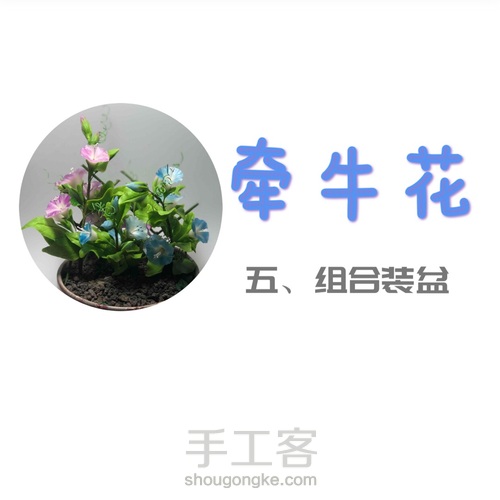 粘土花卉-牵牛花 第42步