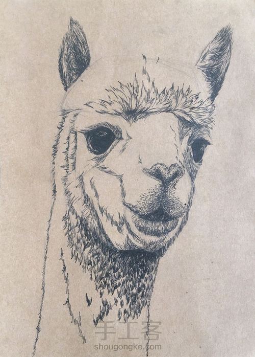 简单羊驼写生（随笔） 第3步