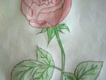 很简单的彩铅玫瑰花，适合初学者。