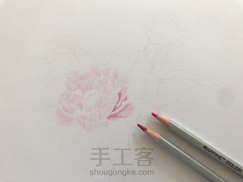 彩铅绘【牡丹】 第1步
