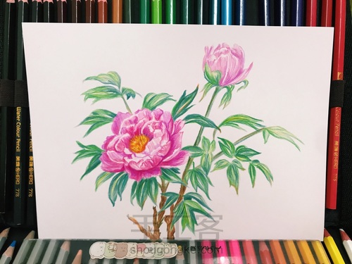 彩铅绘【牡丹】 第4步