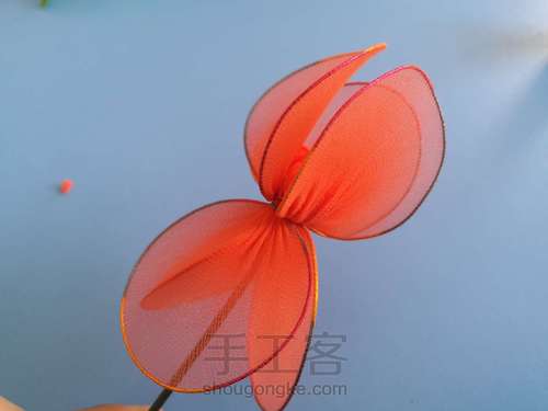 郁金香🌷 第11步