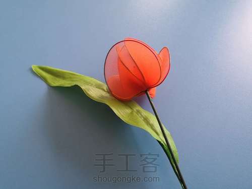 郁金香🌷 第15步