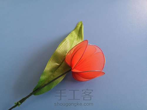 郁金香🌷 第16步