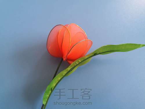 郁金香🌷 第17步