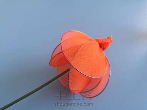 郁金香🌷 第8步