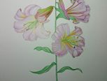 【临摹】彩铅手绘百合花
