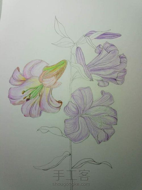 【临摹】彩铅手绘百合花 第6步