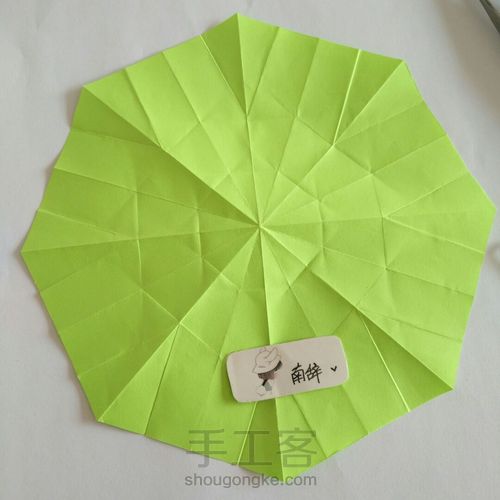 青柠大波斯菊 第16步