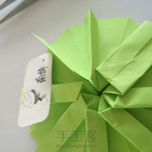 青柠大波斯菊 第22步