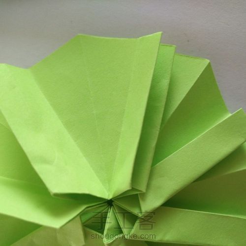 青柠大波斯菊 第24步