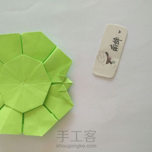 青柠大波斯菊 第33步