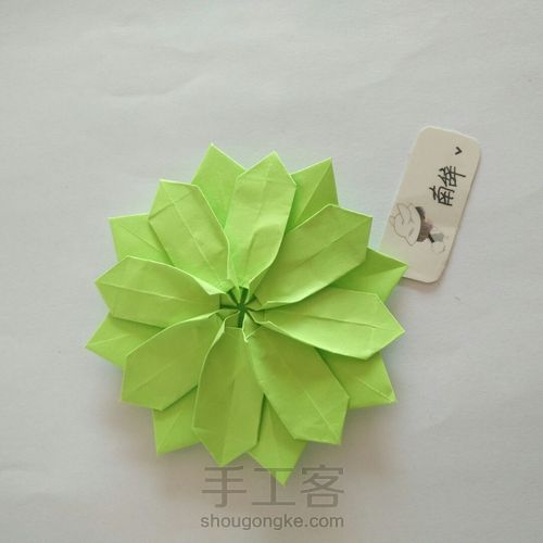 青柠大波斯菊 第37步