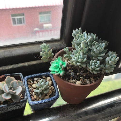 多肉戒指 第21步