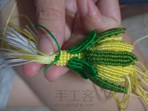 迷你昙花 第42步