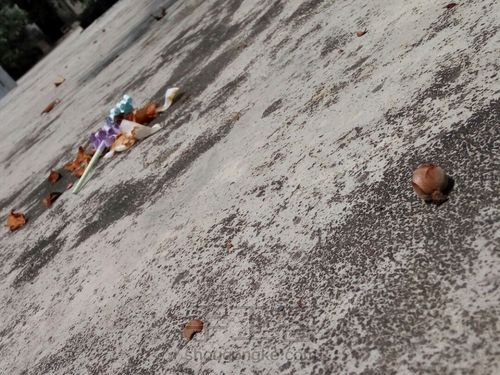 双色薰衣草 第11步