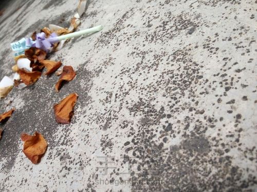 双色薰衣草 第12步