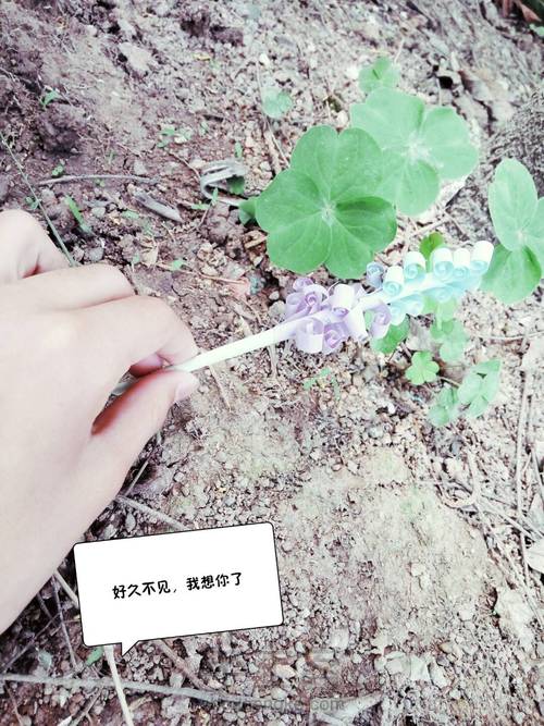 双色薰衣草 第13步