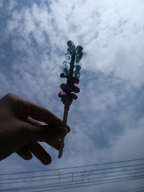 双色薰衣草 第14步