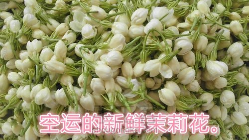 茉莉花纯露 第6步