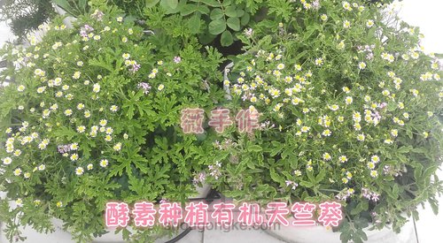 有机天竺葵纯露 第2步