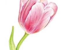 郁金香是荷兰种值最广泛的花卉，也是荷兰的国花。它象征着美好、庄严、华贵和成功！！