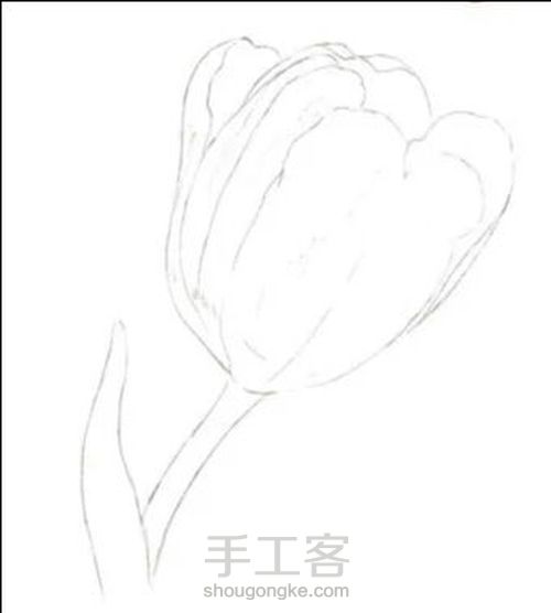 手绘郁金香 第1步