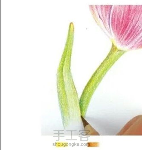 手绘郁金香 第10步