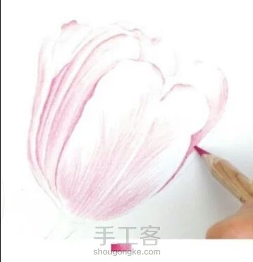 手绘郁金香 第2步