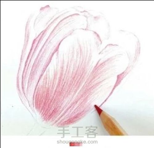 手绘郁金香 第3步