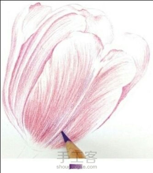 手绘郁金香 第4步