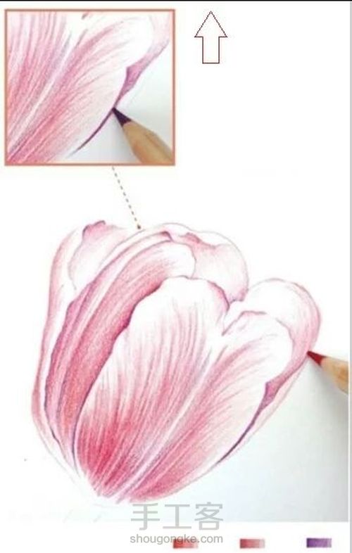 手绘郁金香 第6步