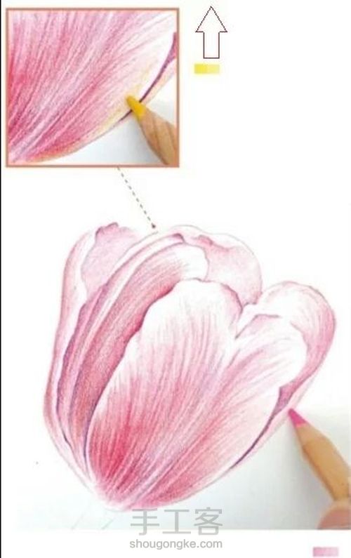 手绘郁金香 第7步