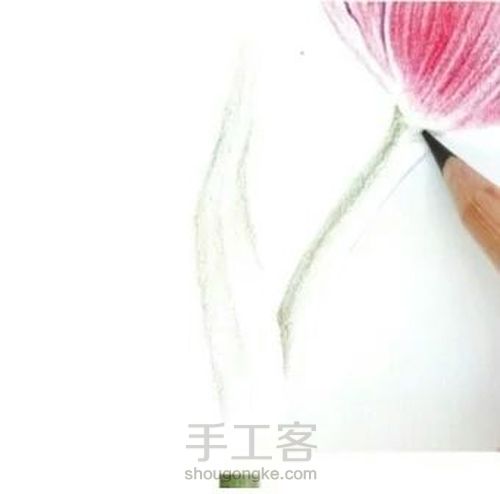 手绘郁金香 第8步