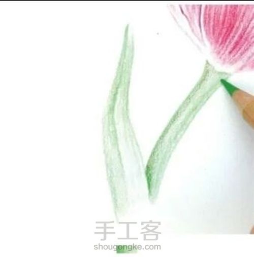 手绘郁金香 第9步