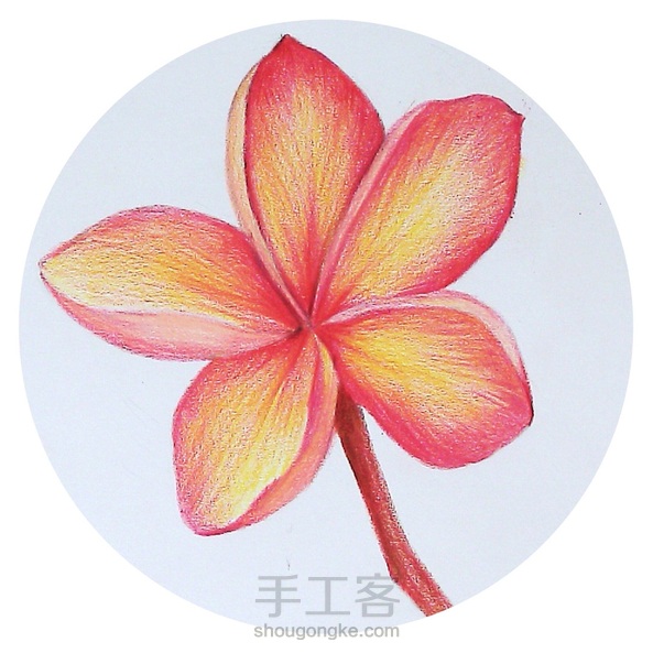 彩铅:鸡蛋花鸡蛋花