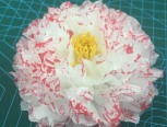 超简单牡丹花，用纸巾等较柔软细腻的纸张加染色制作