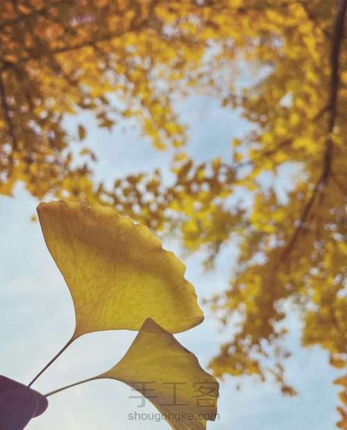 禅绕画之银杏叶 第5步