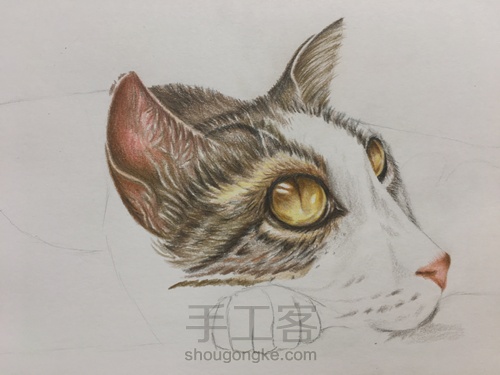 彩铅手绘猫咪 第5步