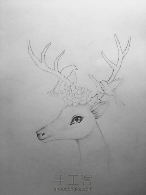 彩铅绘灵鹿🦌 第1步